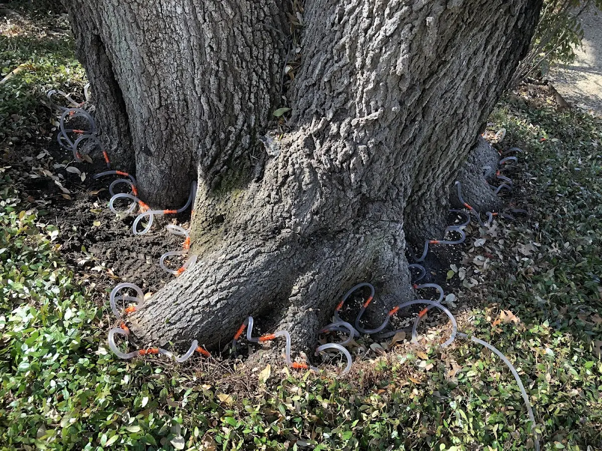 Detailed Tree Cabling and Bracing job site in Los Fresnos