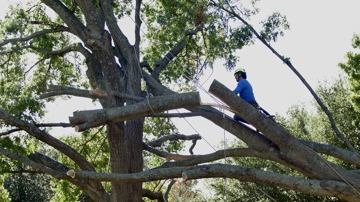Professional Hazardous Tree Removal performed by certified arborists in Los Fresnos
