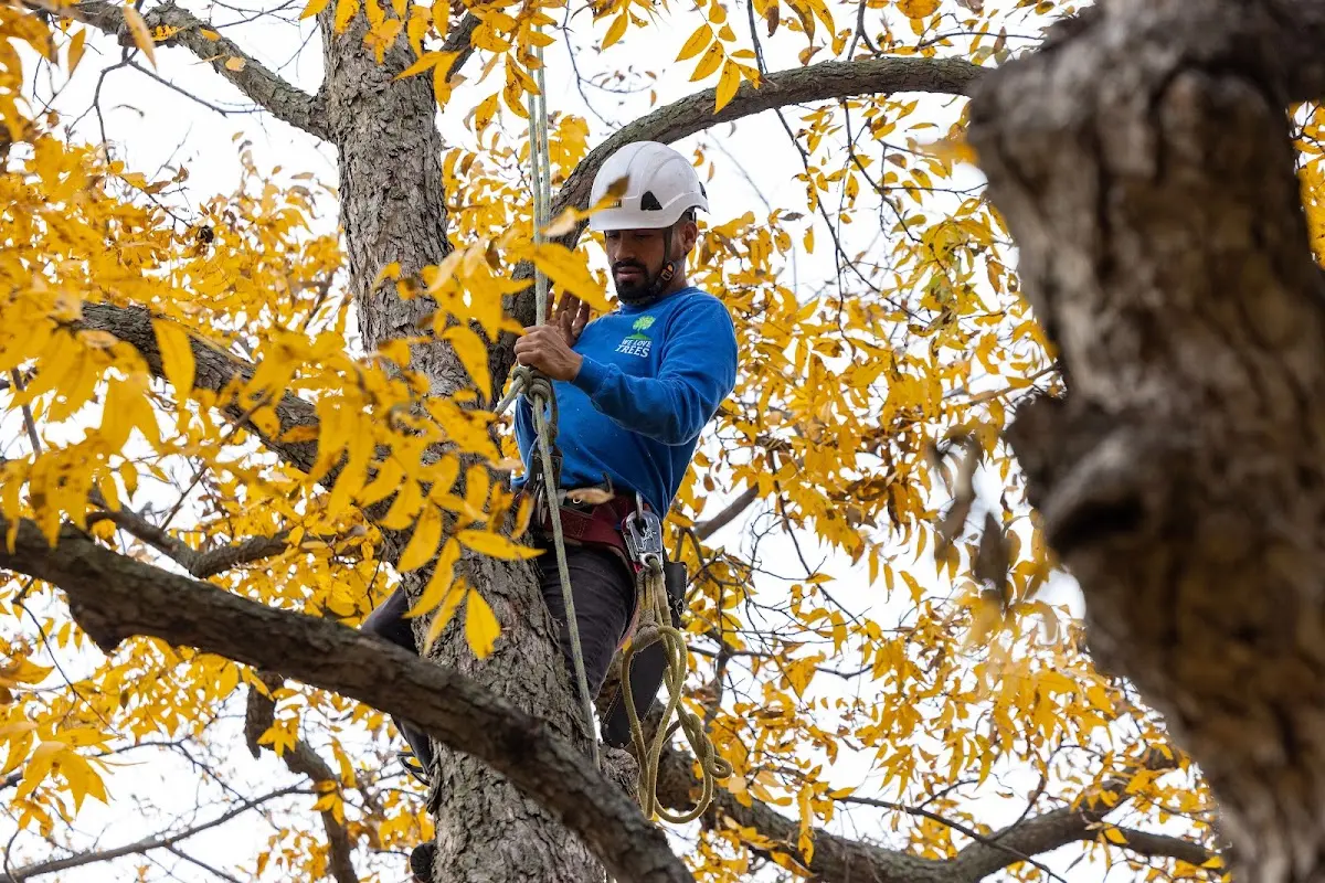 Skilled Tree Pruning crew working in Los Fresnos