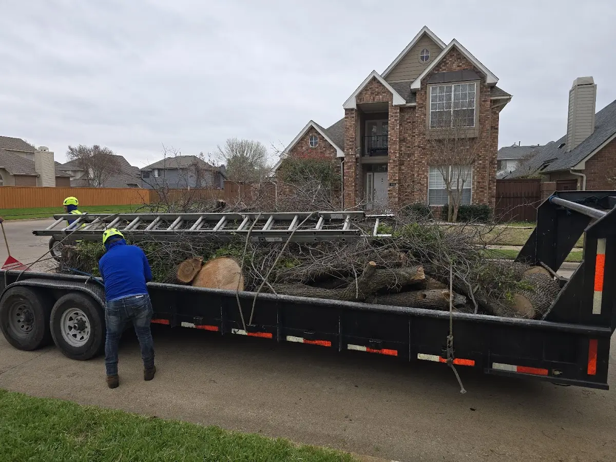Expert Tree Removal with proper safety equipment in Los Fresnos